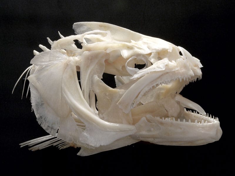 Bluefish fish skeleton bones