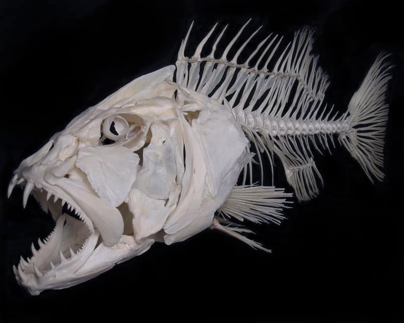 Cubera snapper fish skeleton bones