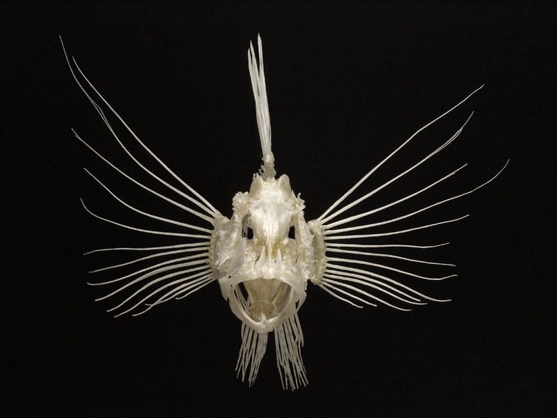 Lionfish fish skeleton bones