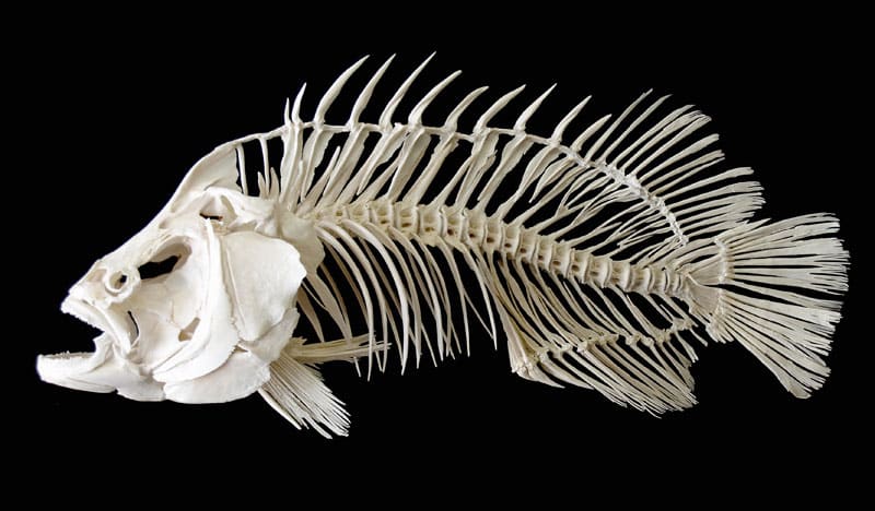 Tripletail fish skeleton bones