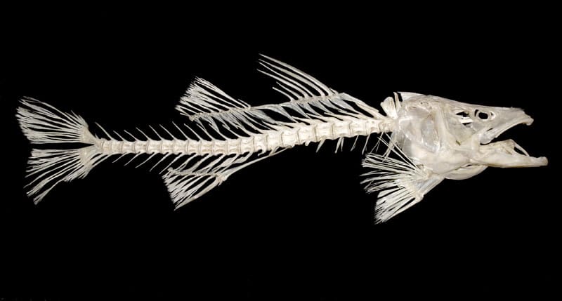 Snook fish skeleton bones