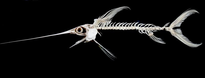Swordfish fish skeleton bones