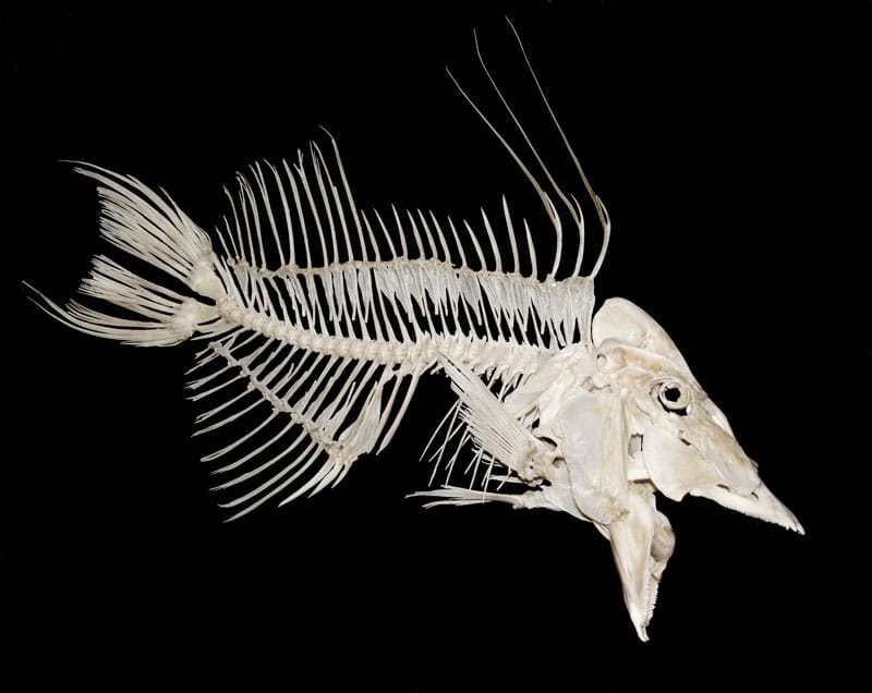 Hogfish fish skeleton bones