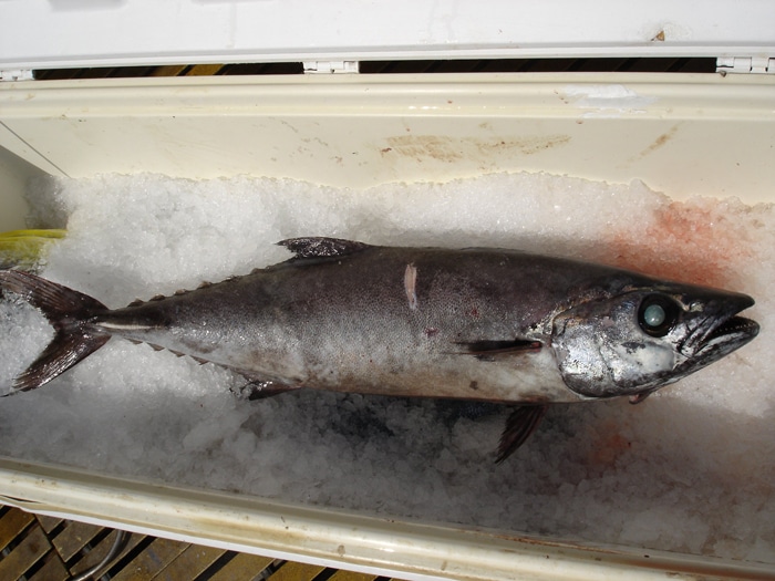 Escolar is a Deep-Sea Mackerel-Like Fish