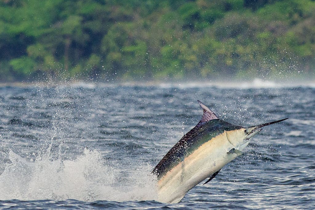 Marlin Jump