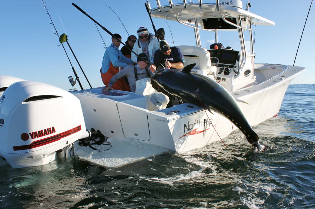 Bluefin tuna catch