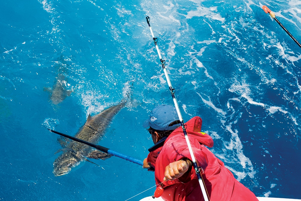 Angler gaffing a cobia while saltwater fishing