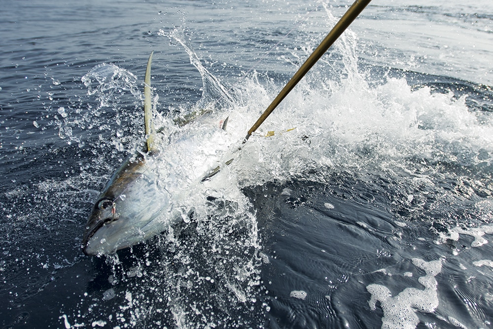 Fisherman gaffing a tuna fish caught deep sea fishing