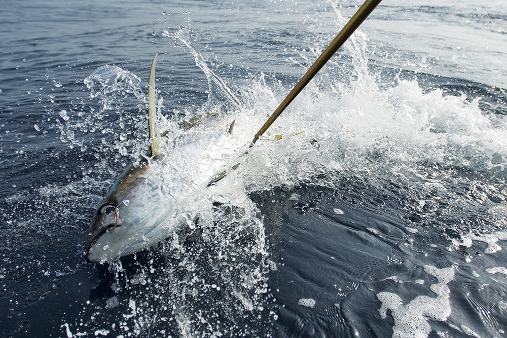 Pick the Best Fishing Gaffs, Gaff Hooks