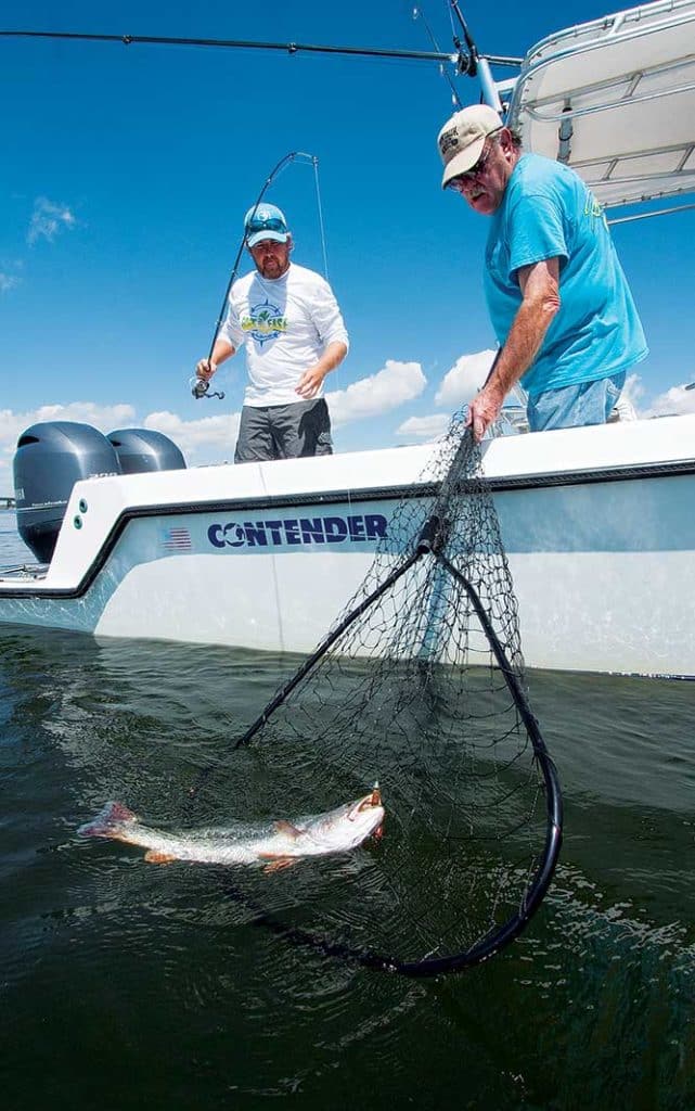 using a net for weakfish