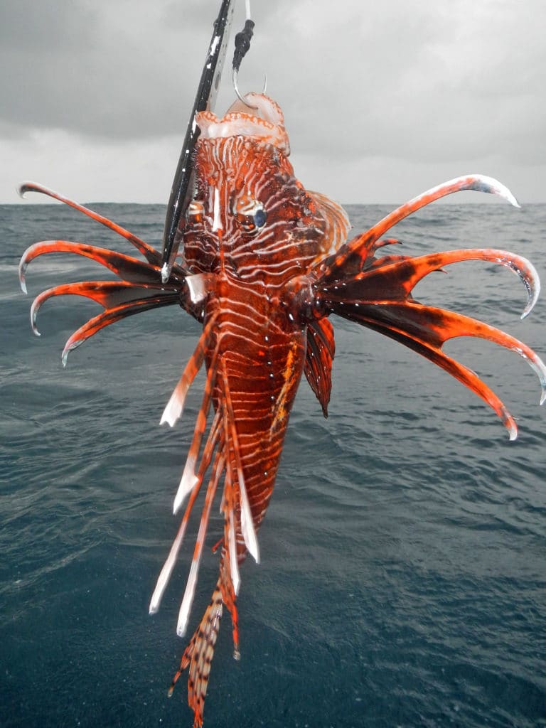 San Blas Islands Panama fishing lion fish