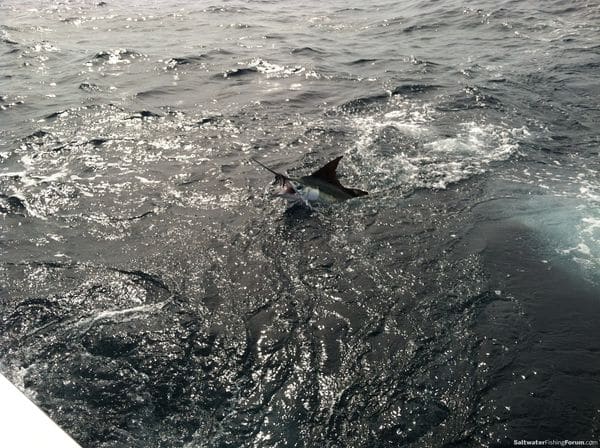 fishing-pictures-nov61.jpg