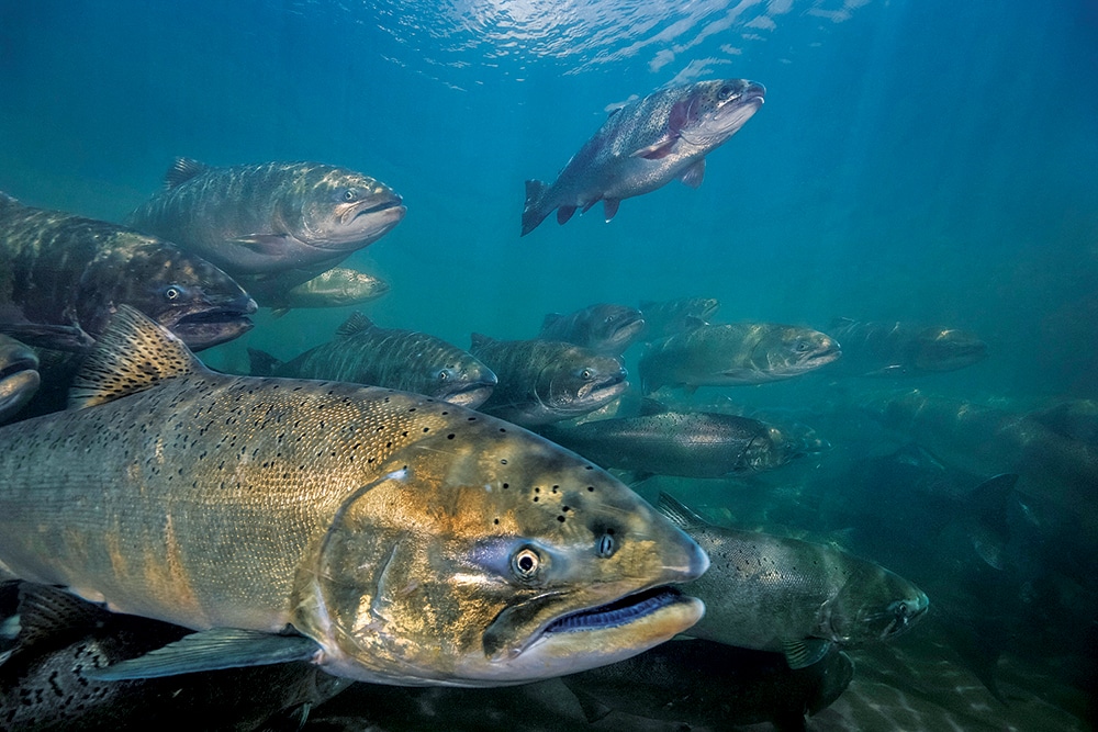 fishing-tides-3-markconlin-seapics.jpg