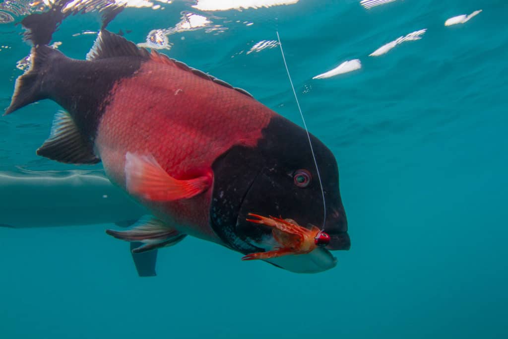 Big male California sheephead