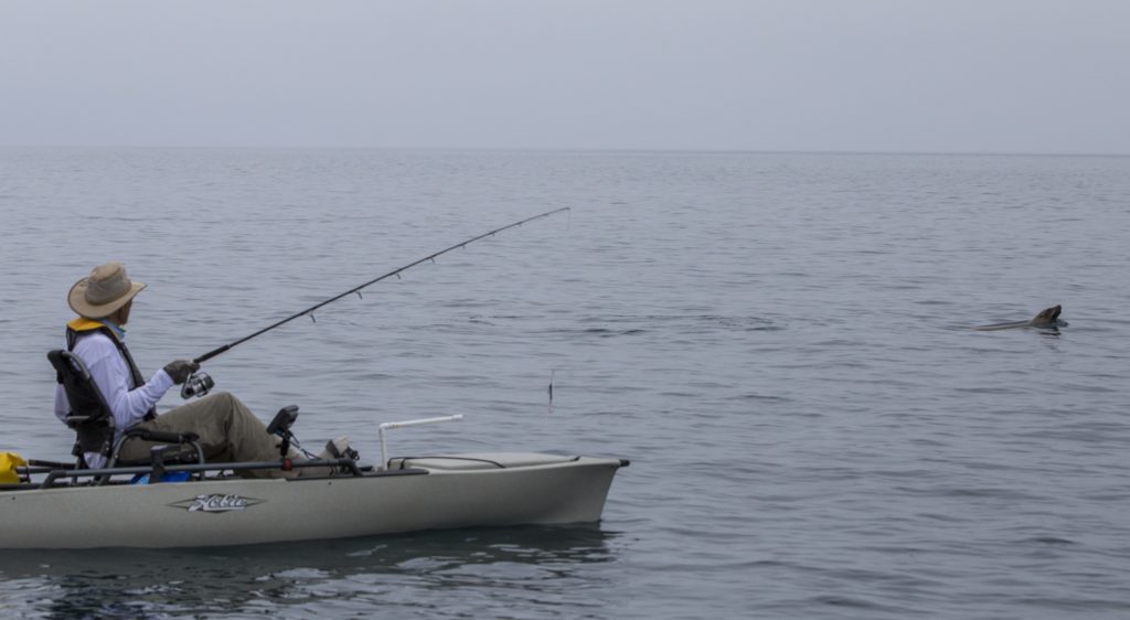 Sea lion menaces kayak angler