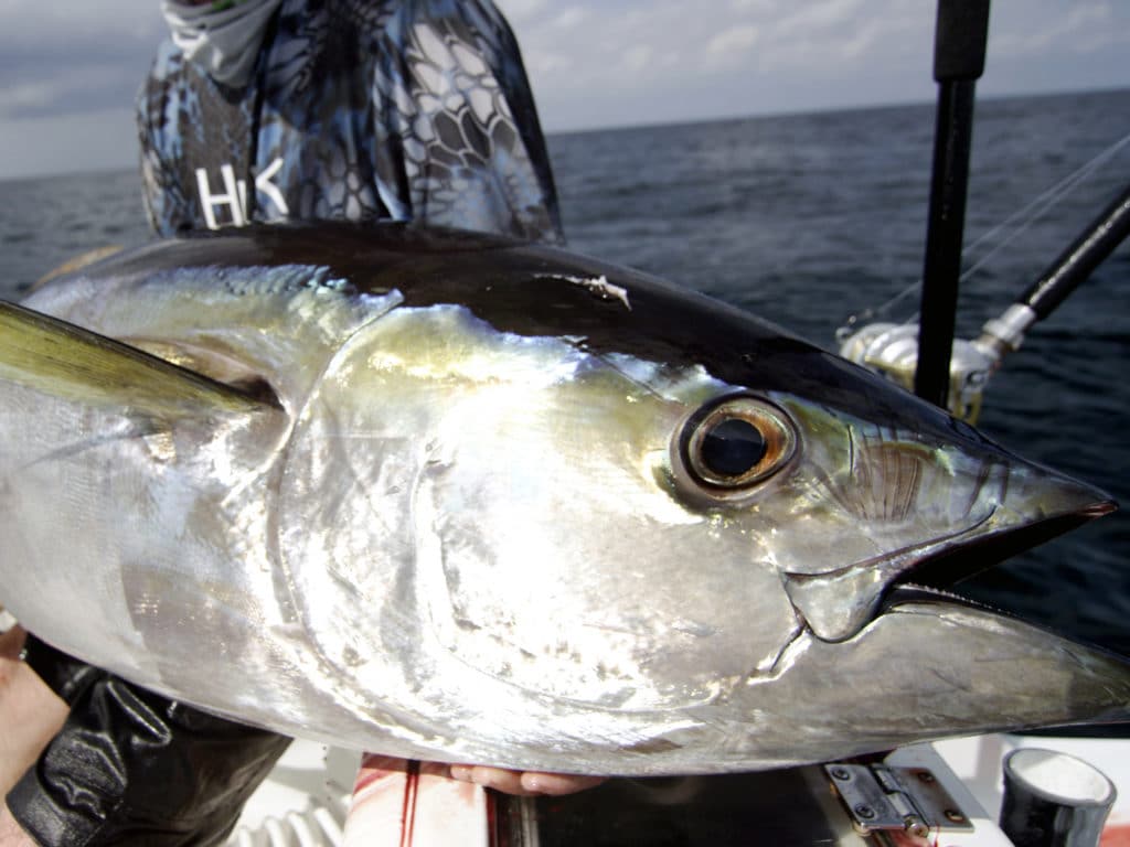 Tuna fish on a fishing boat after it was caught