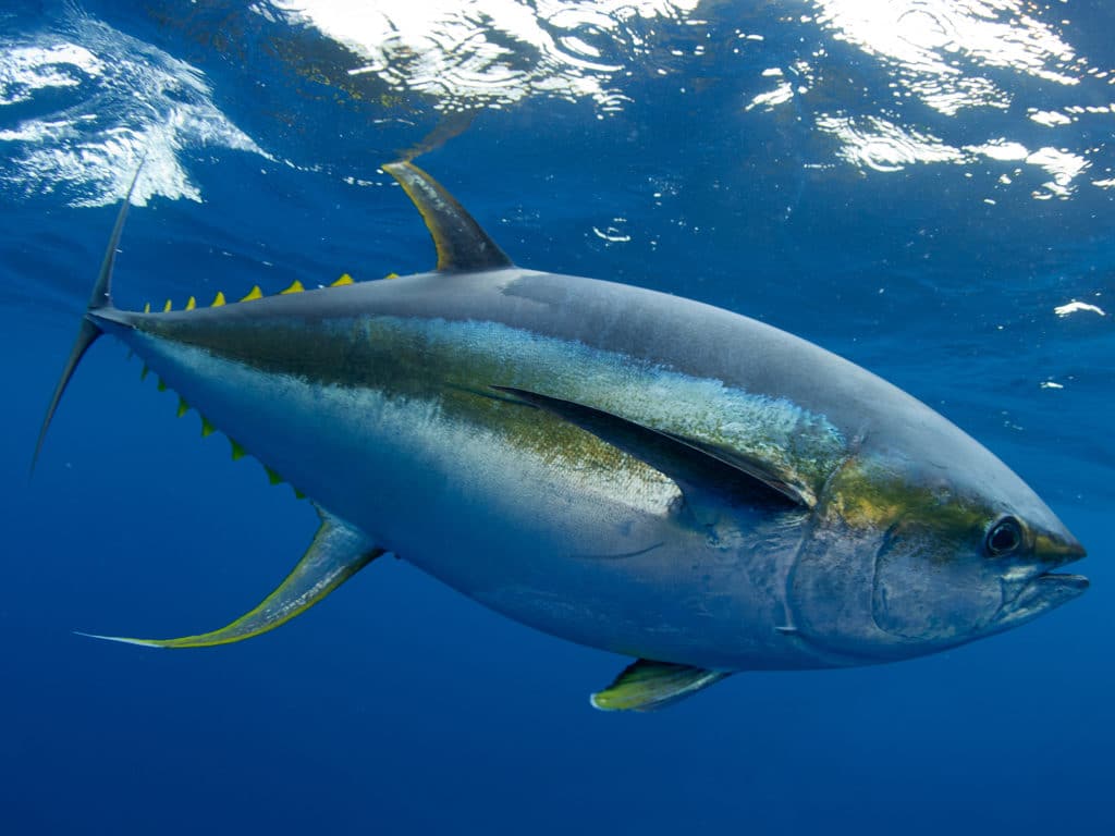 Underwater yellowfin tuna swimming in the deep sea