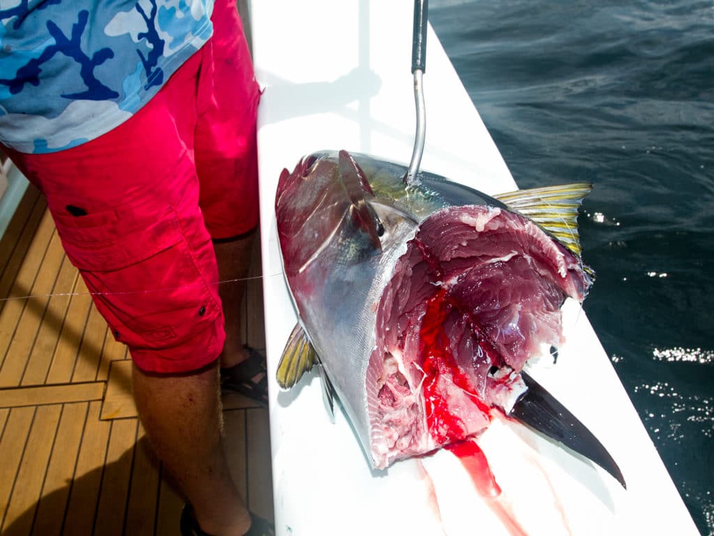 Yellowfin tuna after shark attack