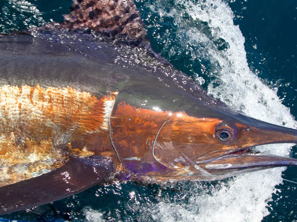 A blue marlin caught offshore fishing in the Gulf of Mexico