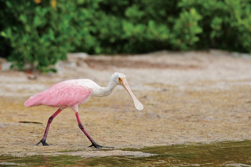 florida-bay-kayak-spoonbill.jpg