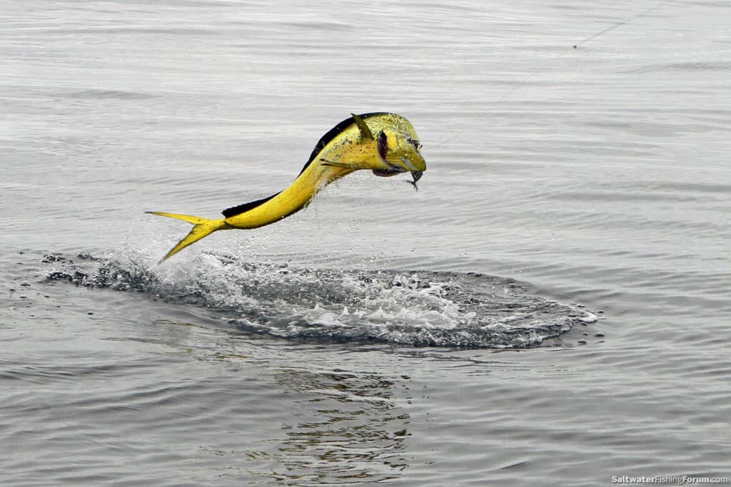 flying_dorado.jpg