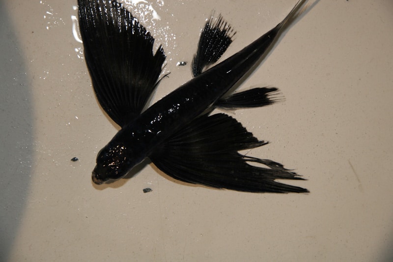 flyingfish_gulf_of_mexico_alabama.jpg