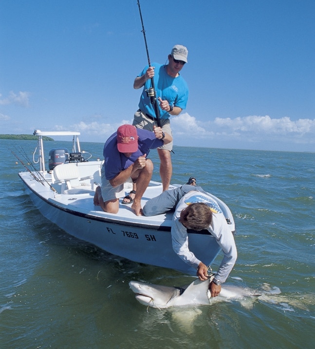 shark release