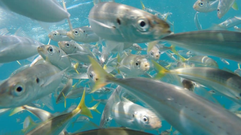 A school of cigar minnows