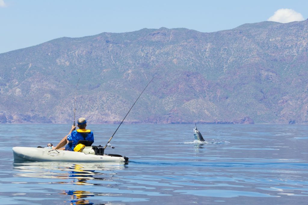 jumping striped marlin saltwater fisherman Hobie kayak fishing Baja’s Central Sea of Cortez