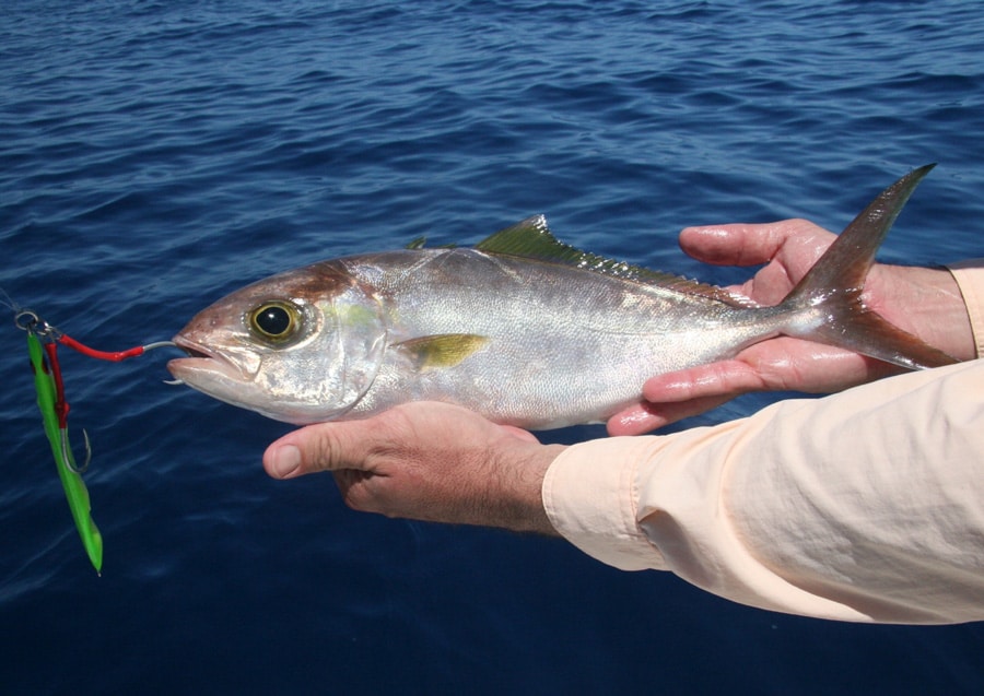 fortune_jack_coiba_island_panama.jpg