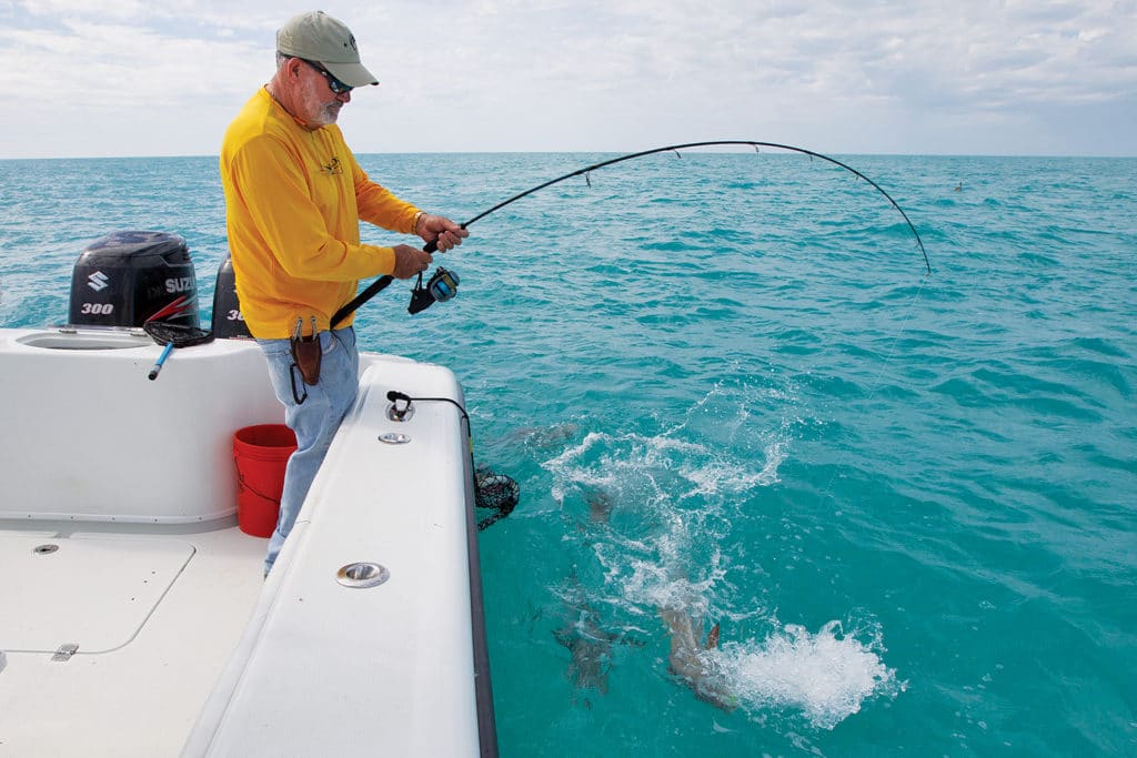 cobia fishing