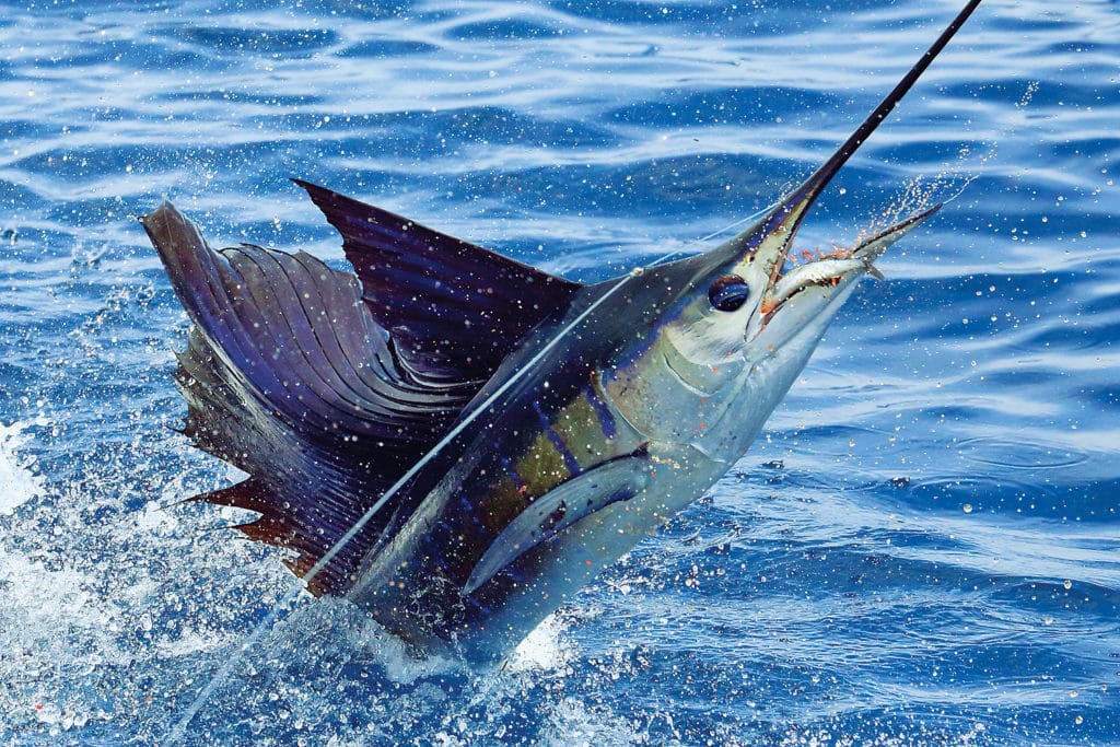 sailfishing