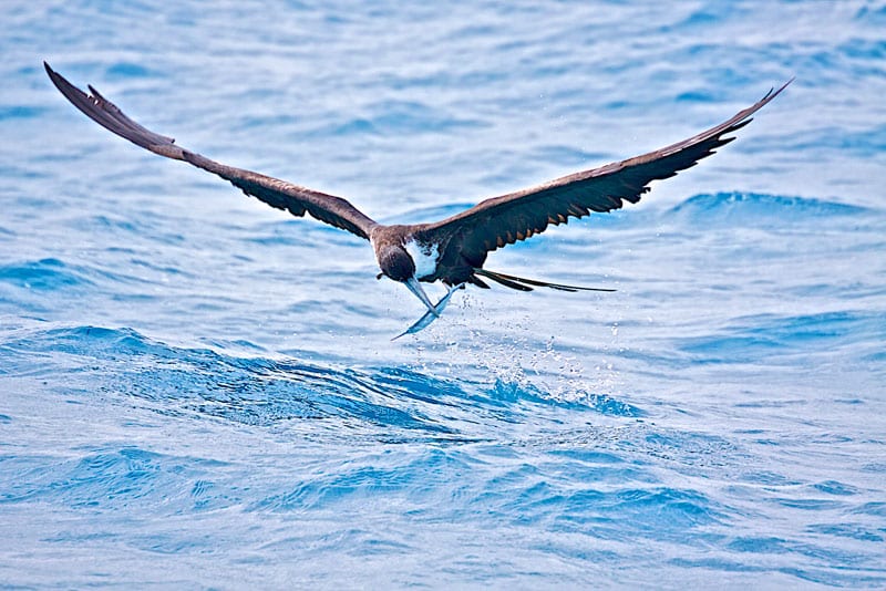 frigate-snatching-a-ballyhoo-off-key-west.jpg