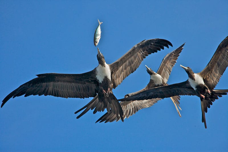 frigates-fighting-over-lunch..jpg