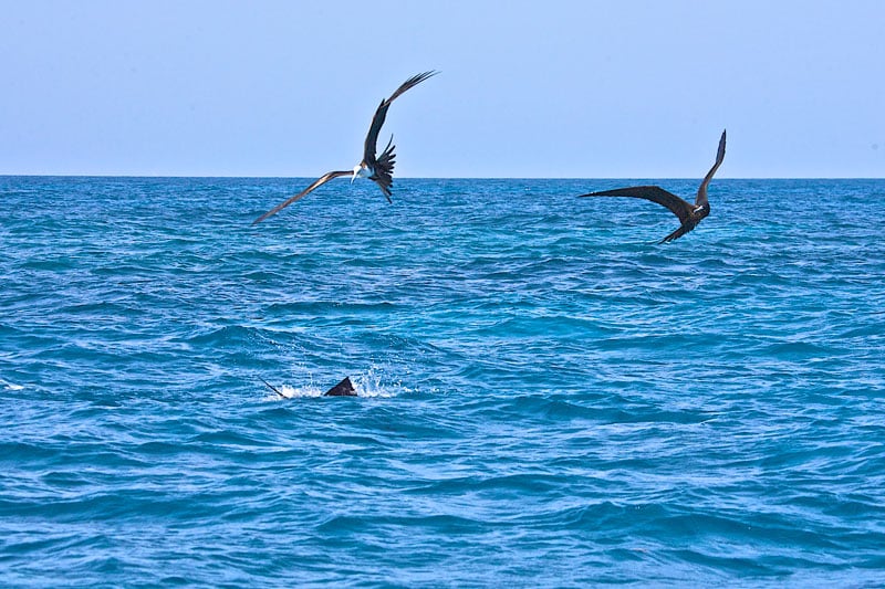 frigates-following-sailfish-up-on-the-reef-off-key-west..jpg