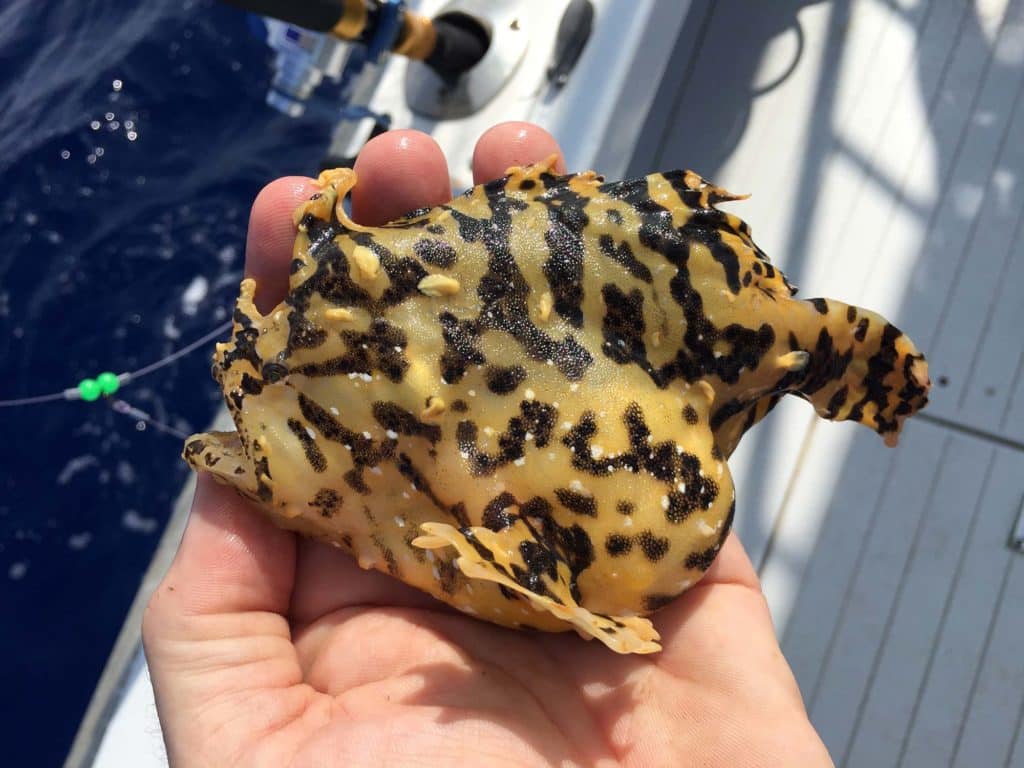 Frogfish