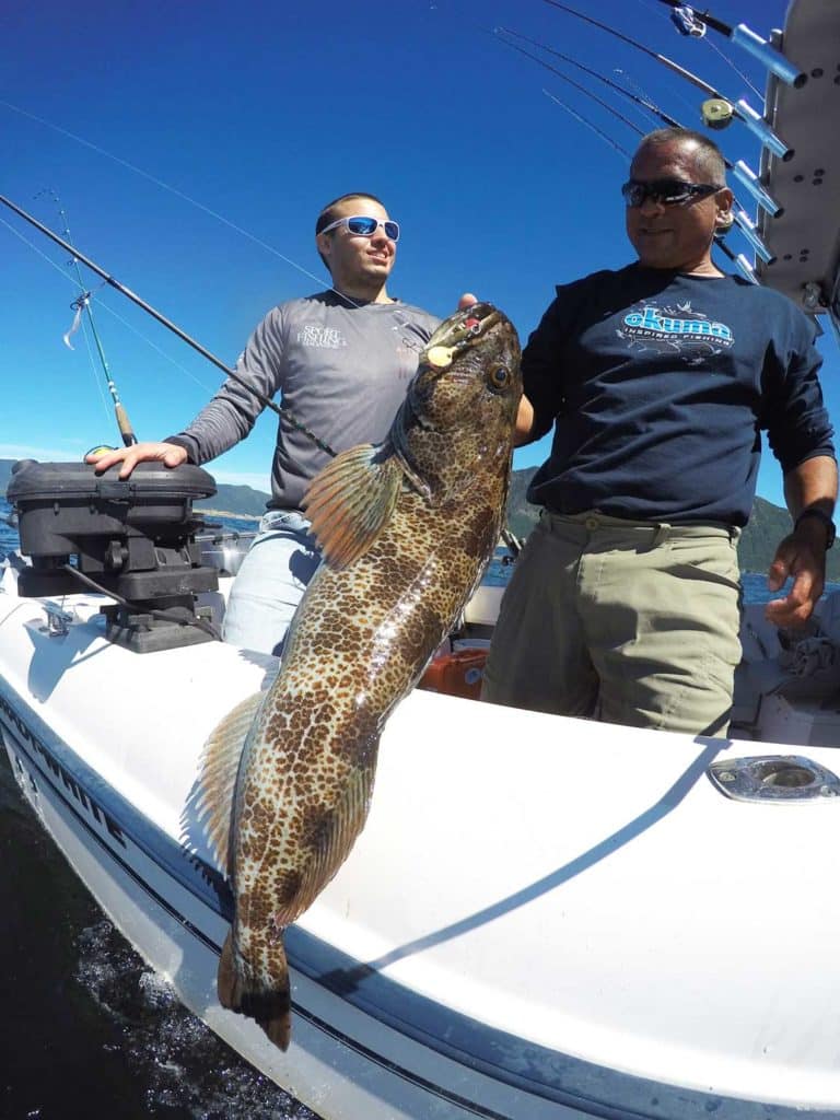 British Columbia guide Paul Vincent hauls aboard a big lingcod