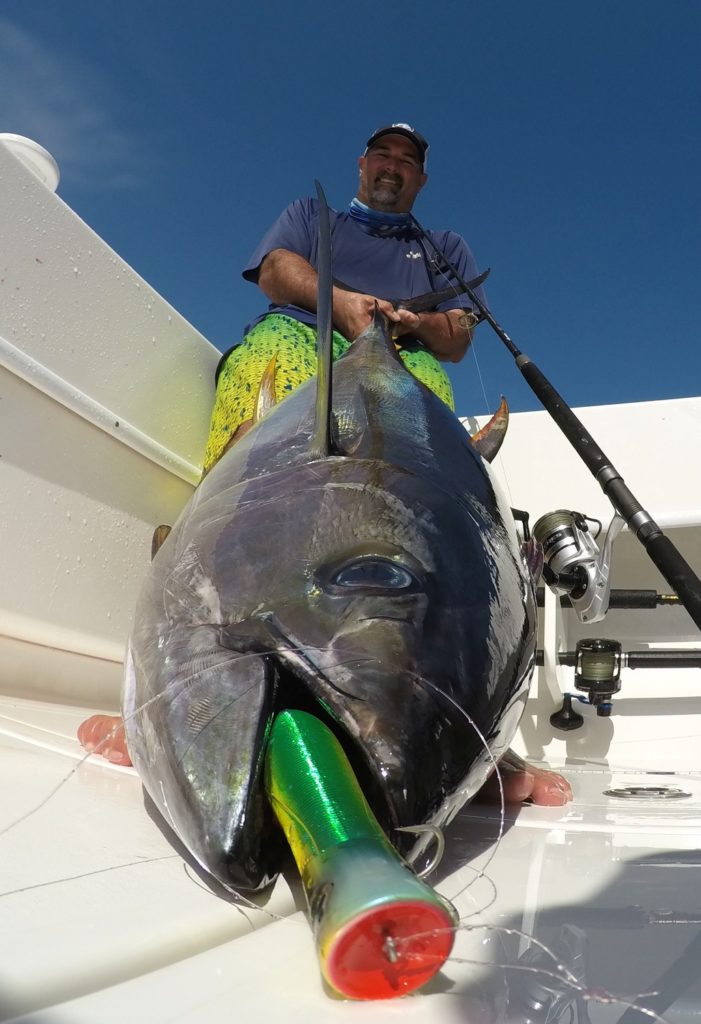 Yellowfin tuna on a popper