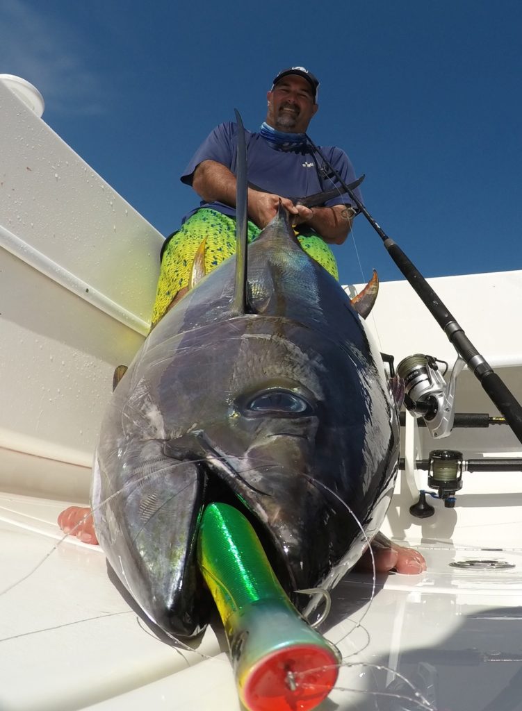 Costa Rica fishing - a yellowfin tuna on a popper