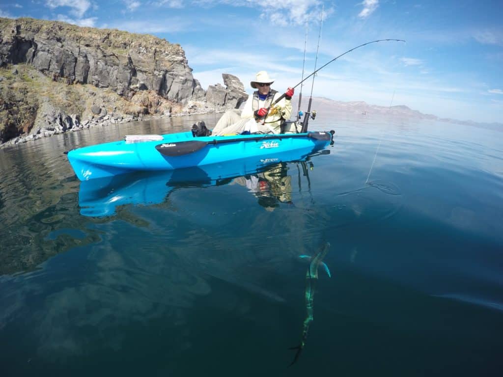 saltwater fisherman releasing mahi Hobie kayak fishing Baja’s Central Sea of Cortez