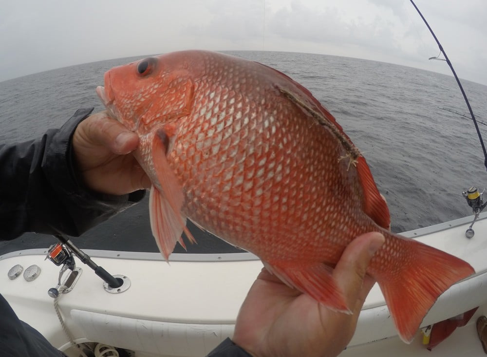red snapper from atlantic