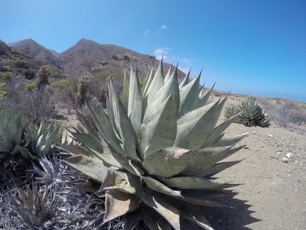 The beauty of the desert on Cedros Island