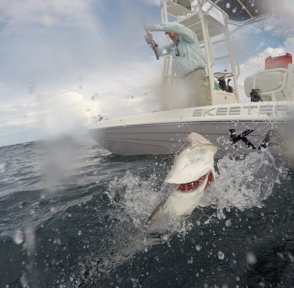 A cobia jumps from the water near the boat.