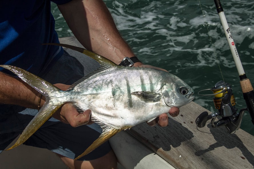 gafftopsail_pompano_islas_las_perlas_panama.jpg