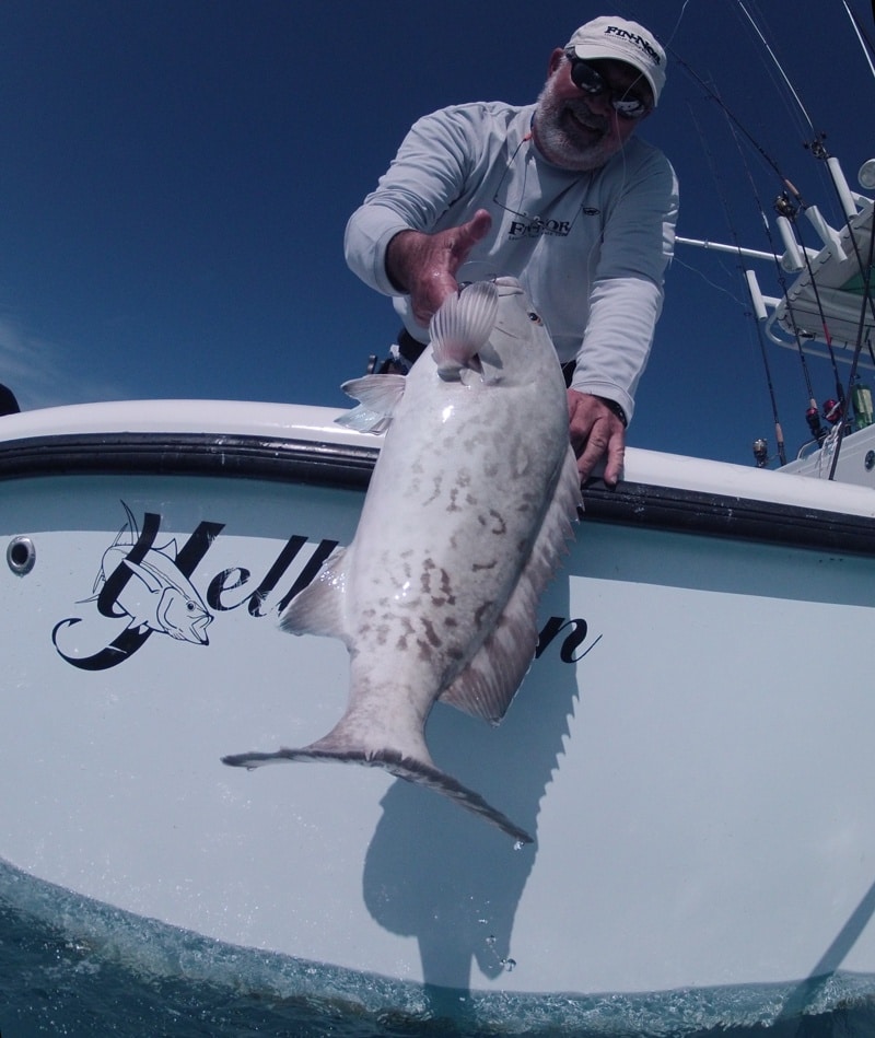 gag grouper release