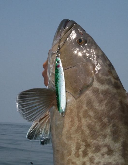 gag_grouper_gulf_of_mexico_louisiana.jpg