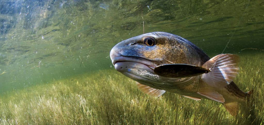 The Best Weedless Spoons to Catch More Fish