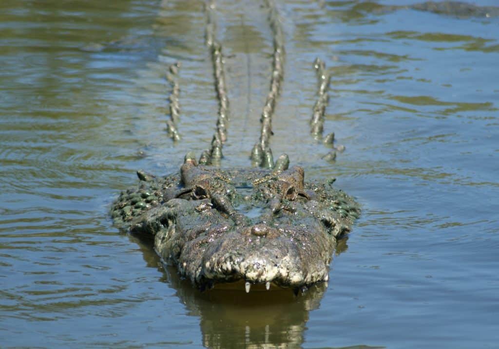 Big crocodile