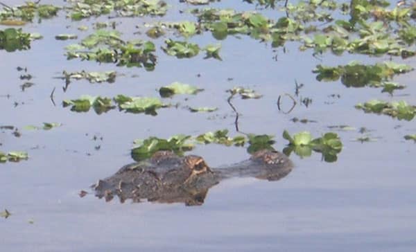 gator attack news