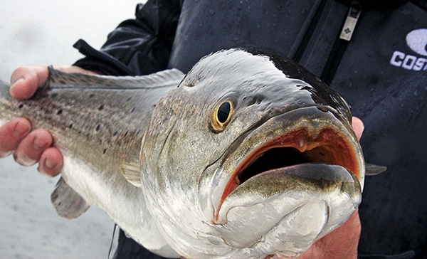 Gator Trout Fishing Photo